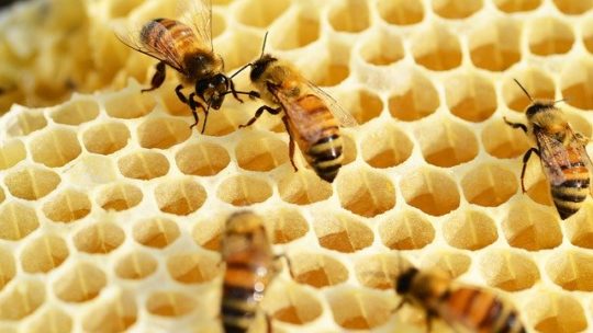 W ZS w Dowspudzie uczniowie będą brali udział w praktycznych lekcjach pszczelarstwa